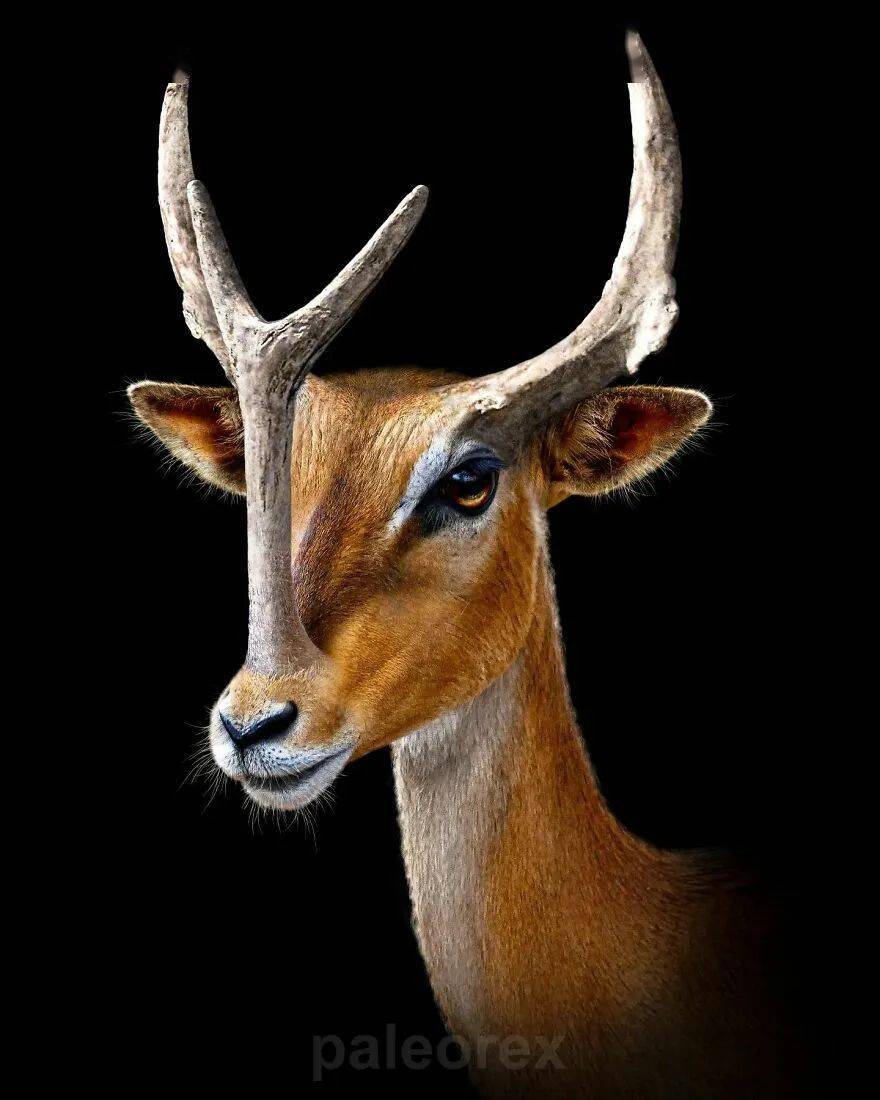 奇角鹿迈摩尔甲彩虹巨嵴霸王龙来看艺术家根据现有资料重新绘制的一组