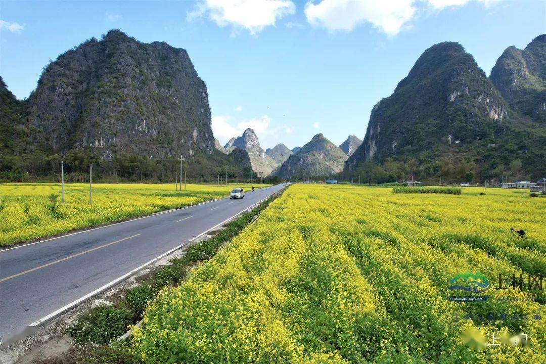 上林油菜花图片