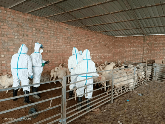 免疫前进行全群布病抗体检测,选取未怀孕的3-4月龄羔羊和空怀母羊共