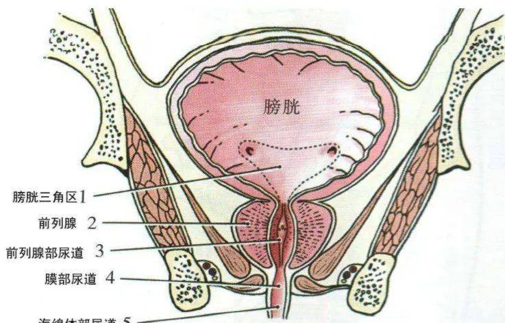 膀胱三角在膀胱底的內面,位於兩側輸尿管口與尿道內口之間的三角形