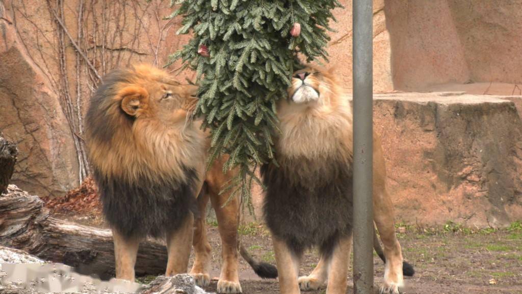 圖/視覺中國聖誕假期結束後,美國芝加哥布魯克菲爾德動物園的工作人員