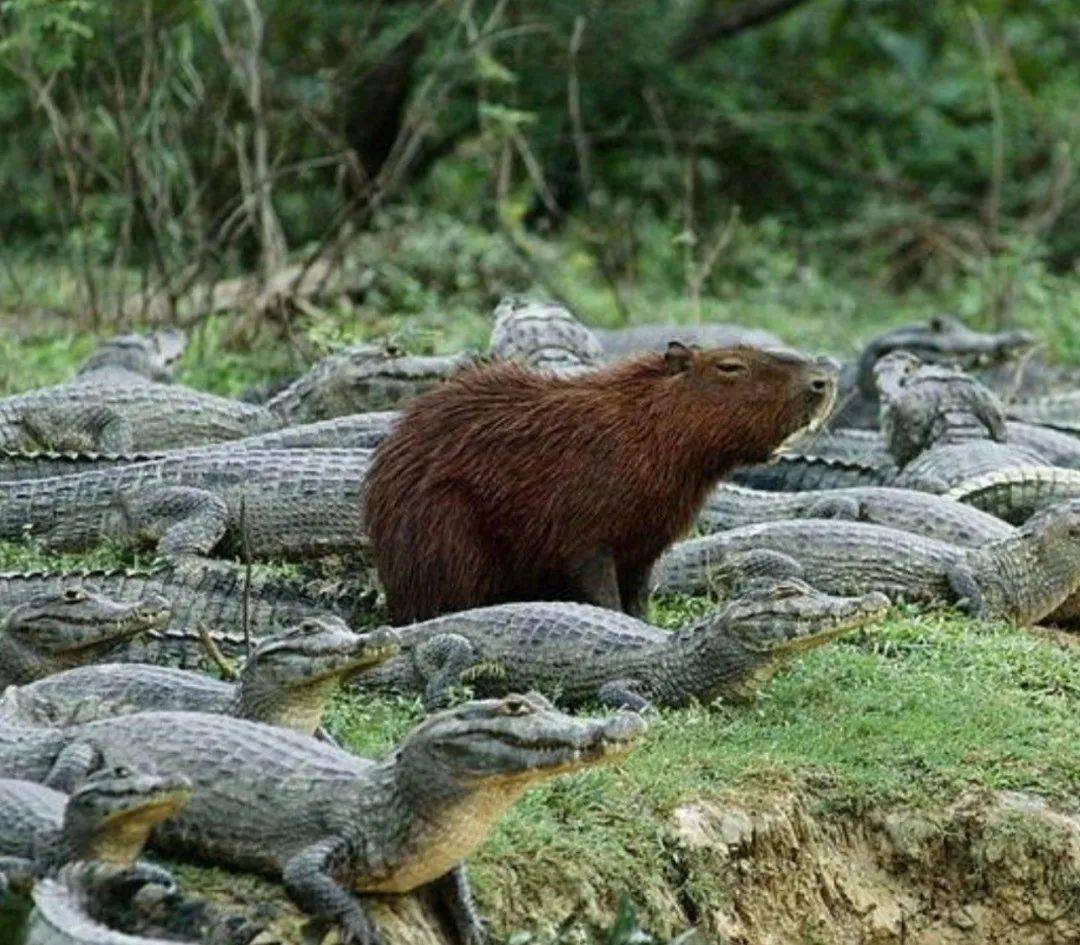 水豚被誉为动物界的"交际花",就连凶猛的鳄鱼都能与其和平相处.