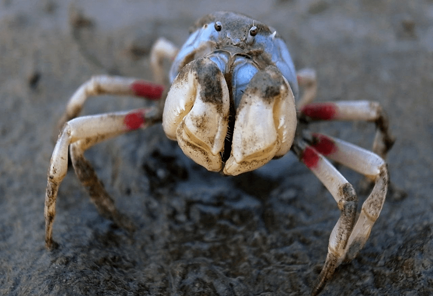 海洋科普(1915)| 短指和尚蟹_泥沙_身体_活动