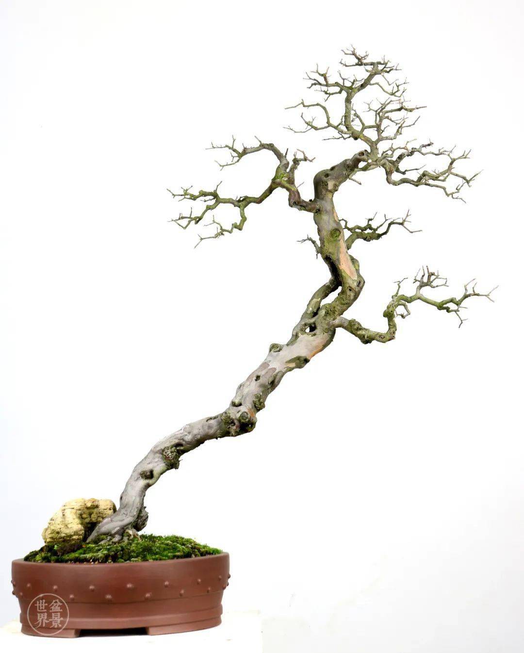 寒枝,朴素的美,最显功力_cm_作品_广东