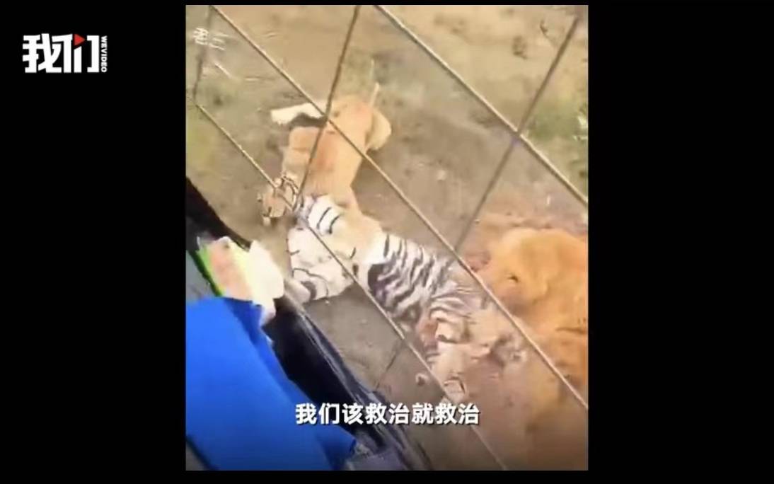 动物园上演狮虎大战，该关注的不是谁更厉害