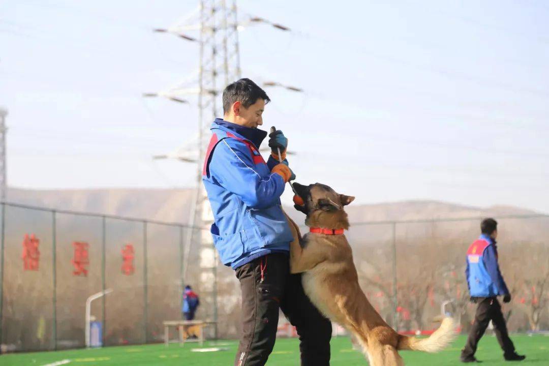 "训犬要像谈恋爱一样讲耐心"临近春节,位于长清来佛山脚下的中国救援