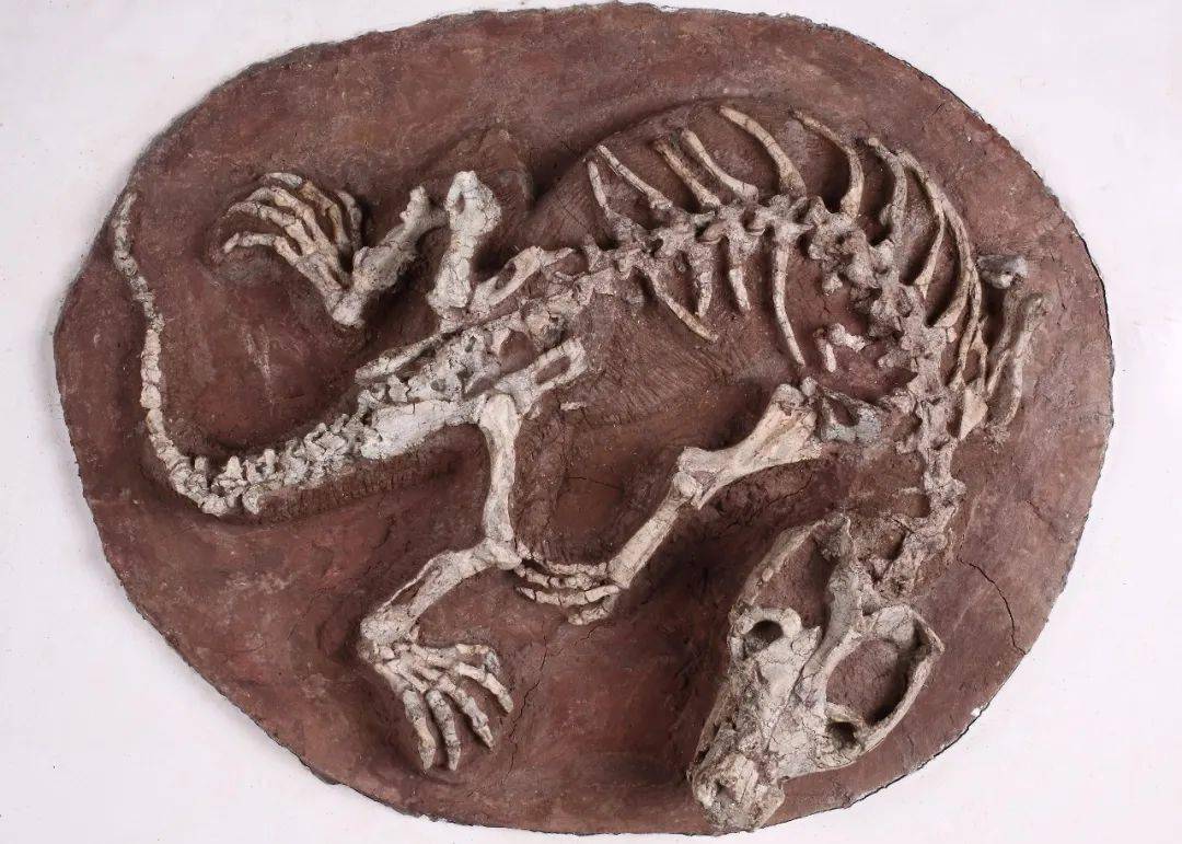 "乐·土"展览 | 巨爬兽,董氏中国翼龙_化石_恐龙_哺乳动物