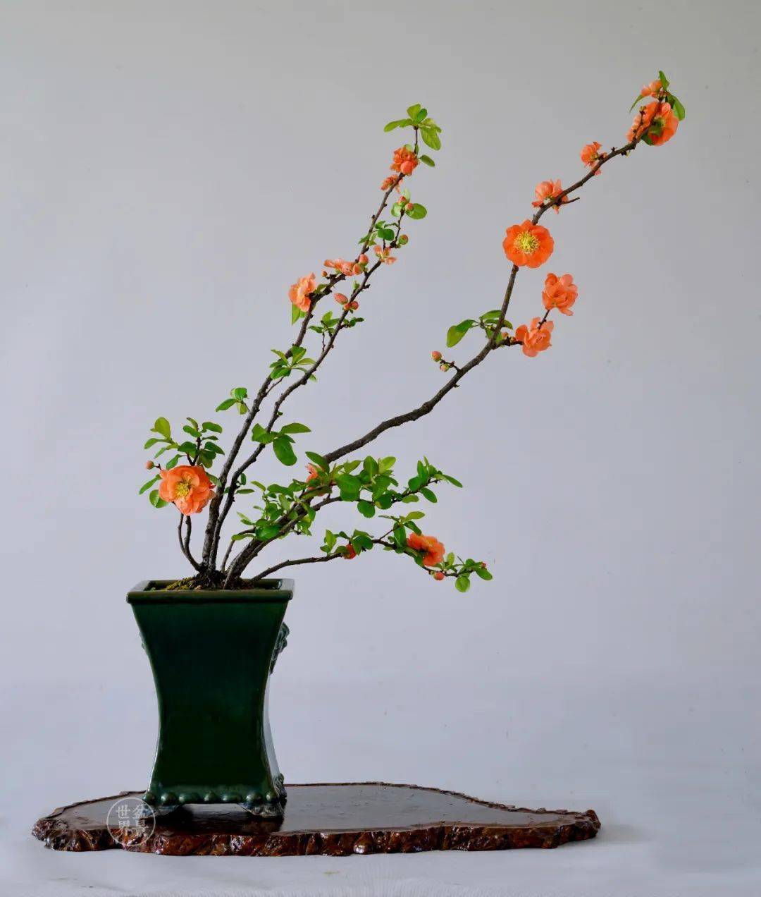 红红火火过大年_cm_作品_赵庆泉