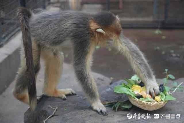 大岁首年月一，济南动物园萌宠高兴吃“大餐”