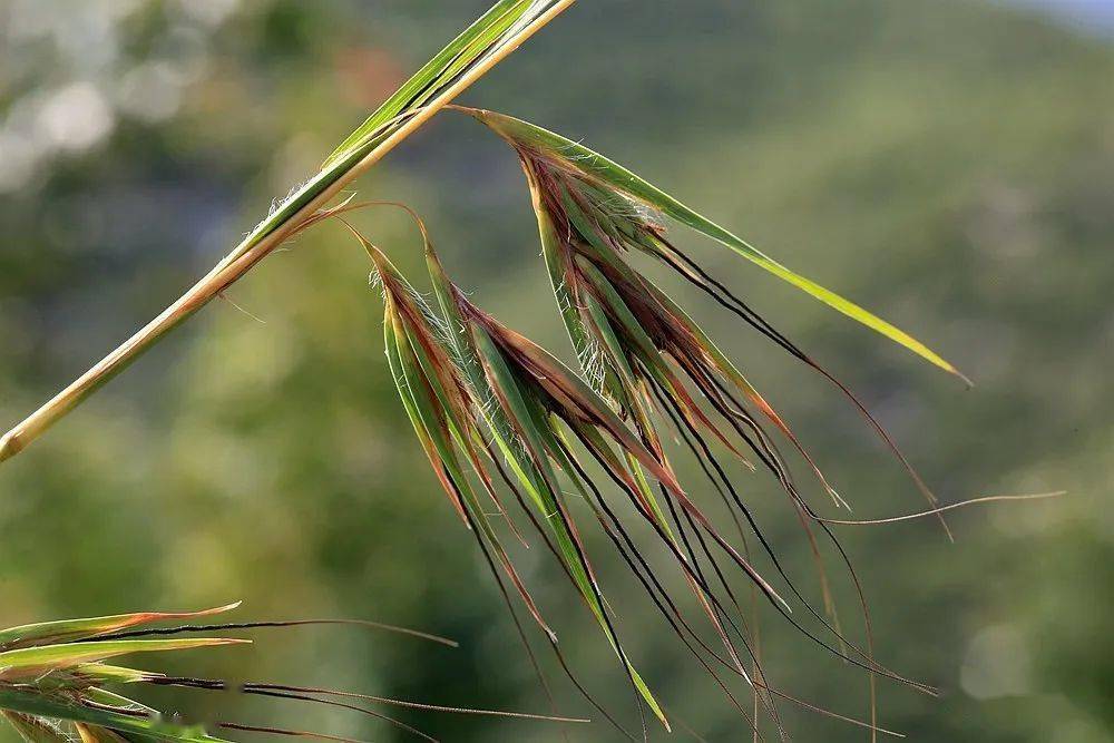 2022植物觀察-禾本目總結_禾本科_莎草_薹草