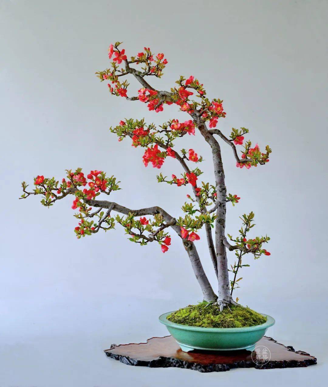 红红火火过大年_cm_作品_赵庆泉