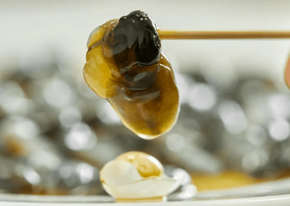 交配过的1对泥螺,均能产卵.