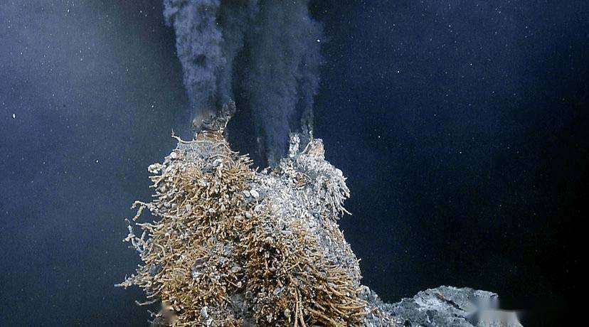 海底火山口高达450这里却生活着白色盲虾它不怕热吗