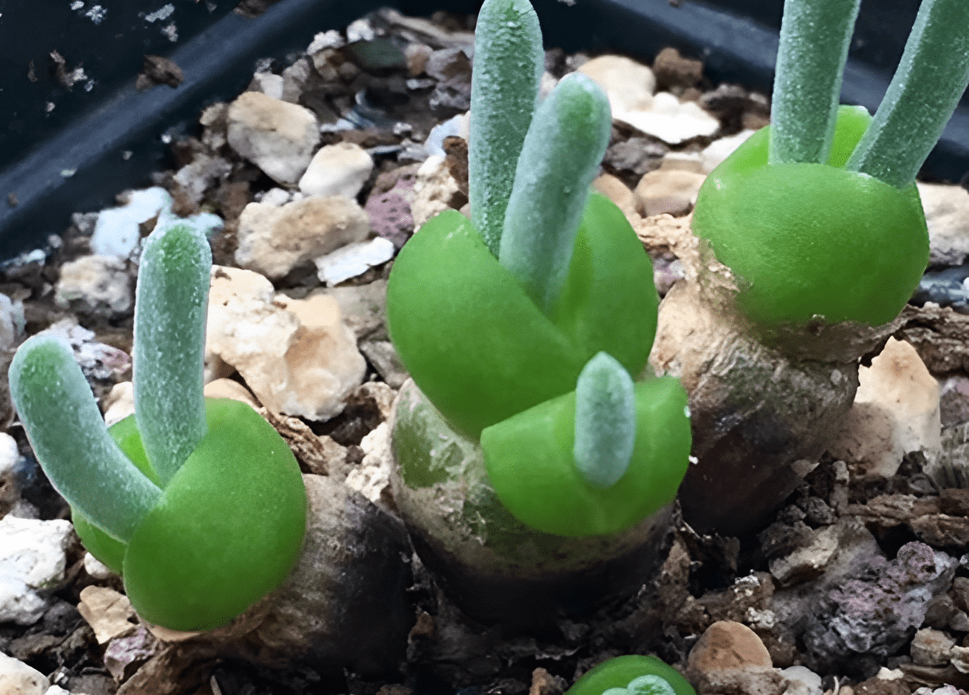 三,多肉碧光环最后一种就是属于多肉植物了,它的大名叫做碧光环,这是