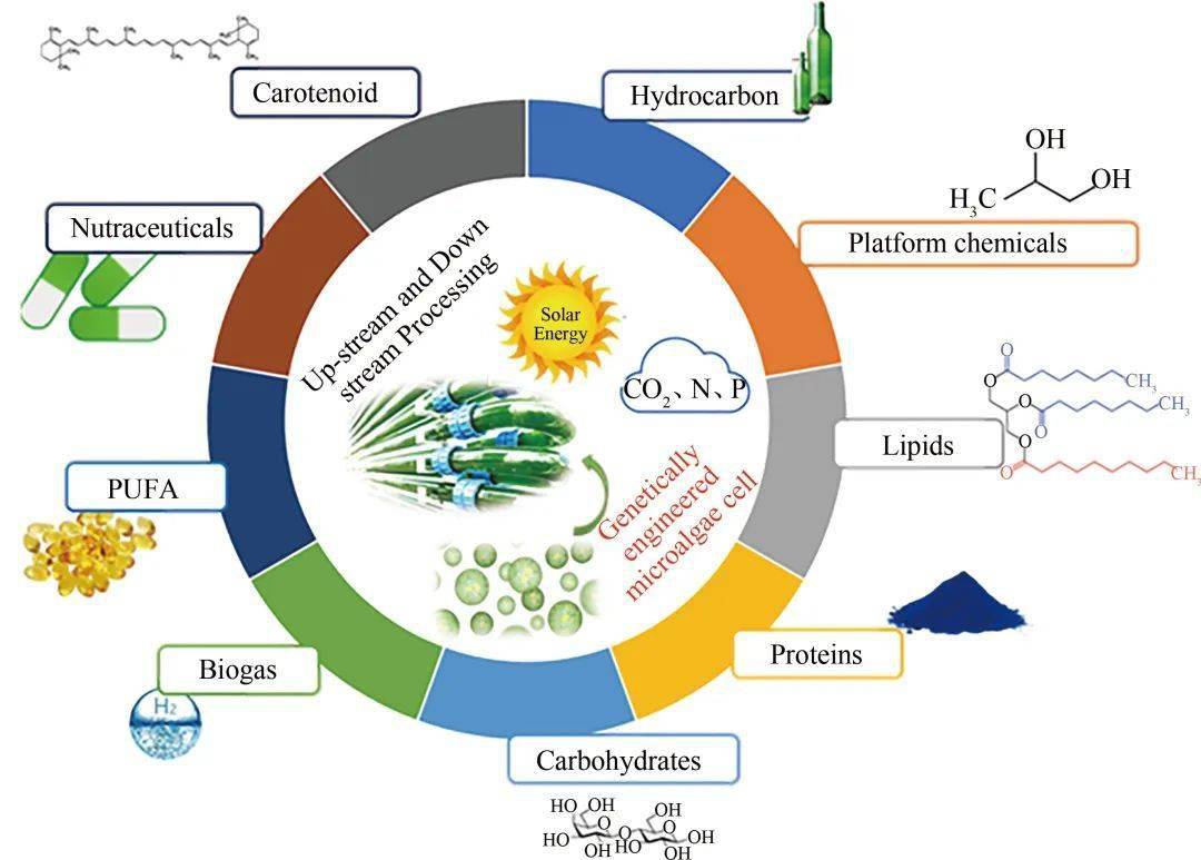 从co2到有机物——碳中和的微藻绿色生物制造_合成_能源_生产