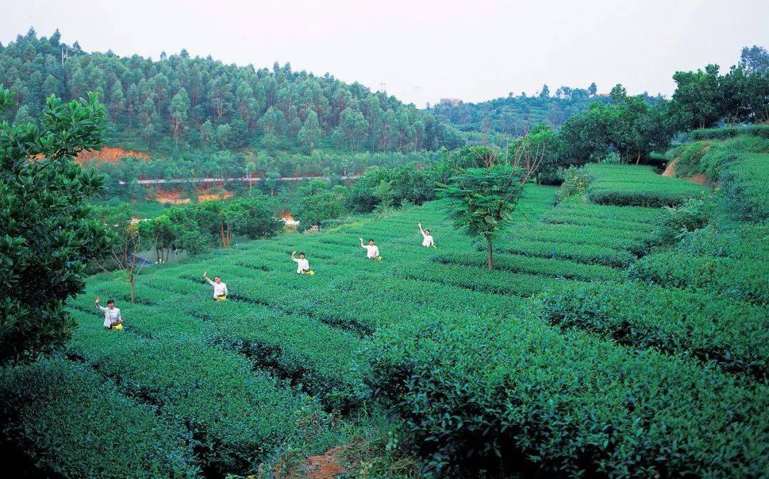 春节揭西京明年味满满!