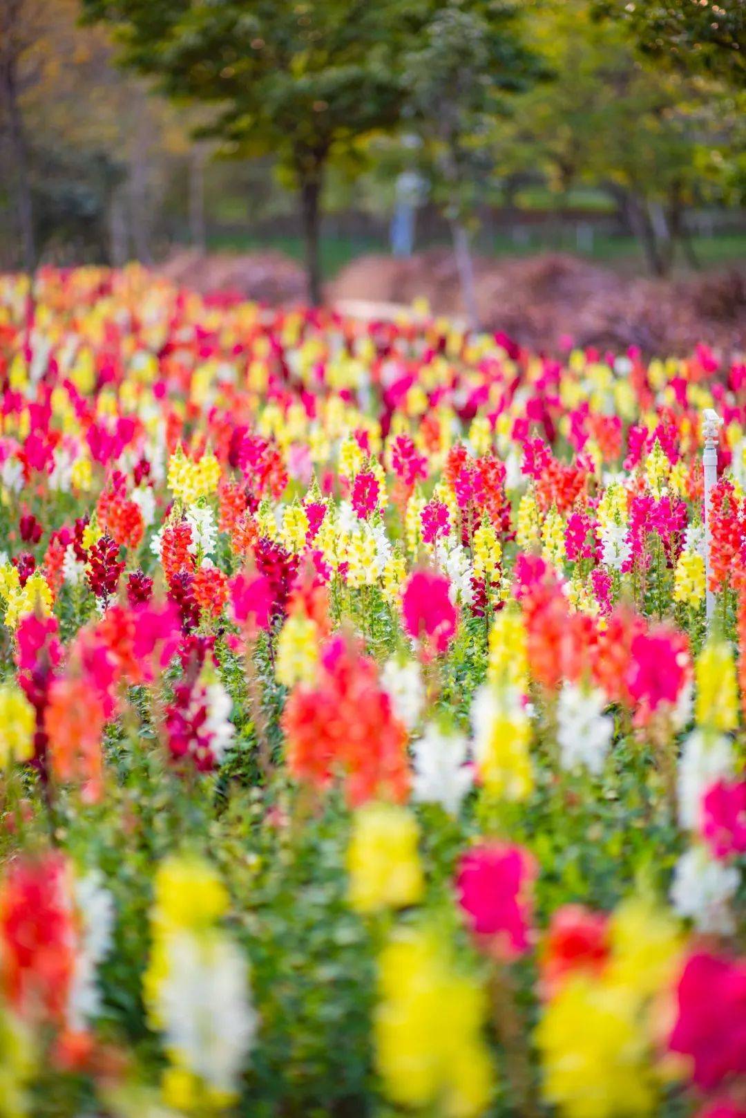 南海芳菲，已入佳期！各色花海打卡指南→