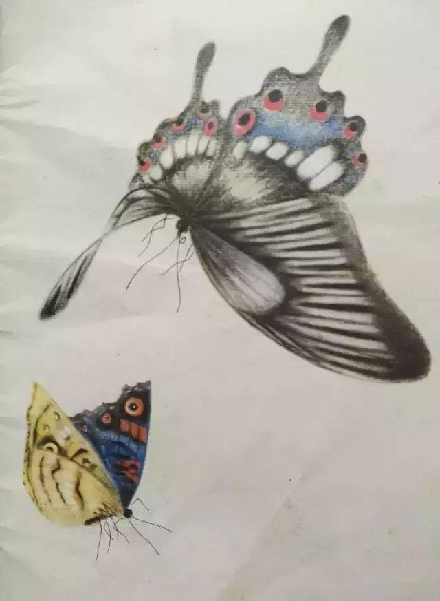 万钟绘百蝶图,太美了,难得一见!_国画_合作_教程