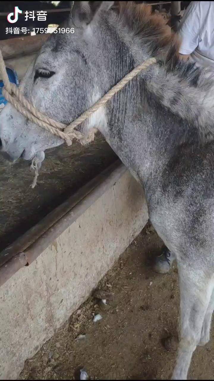 工匠手艺 给小白驴修蹄.