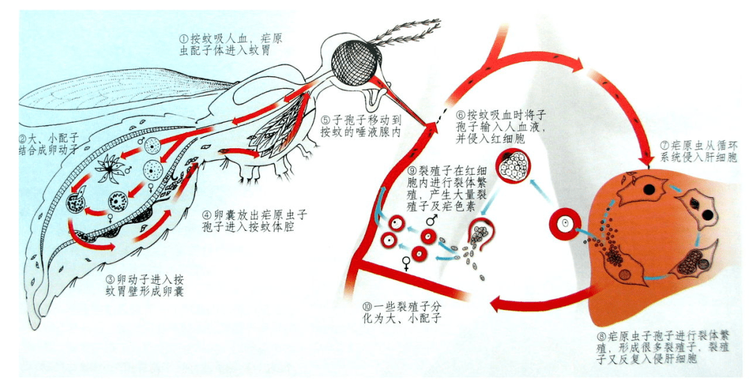 长度_虫卵_疟原虫