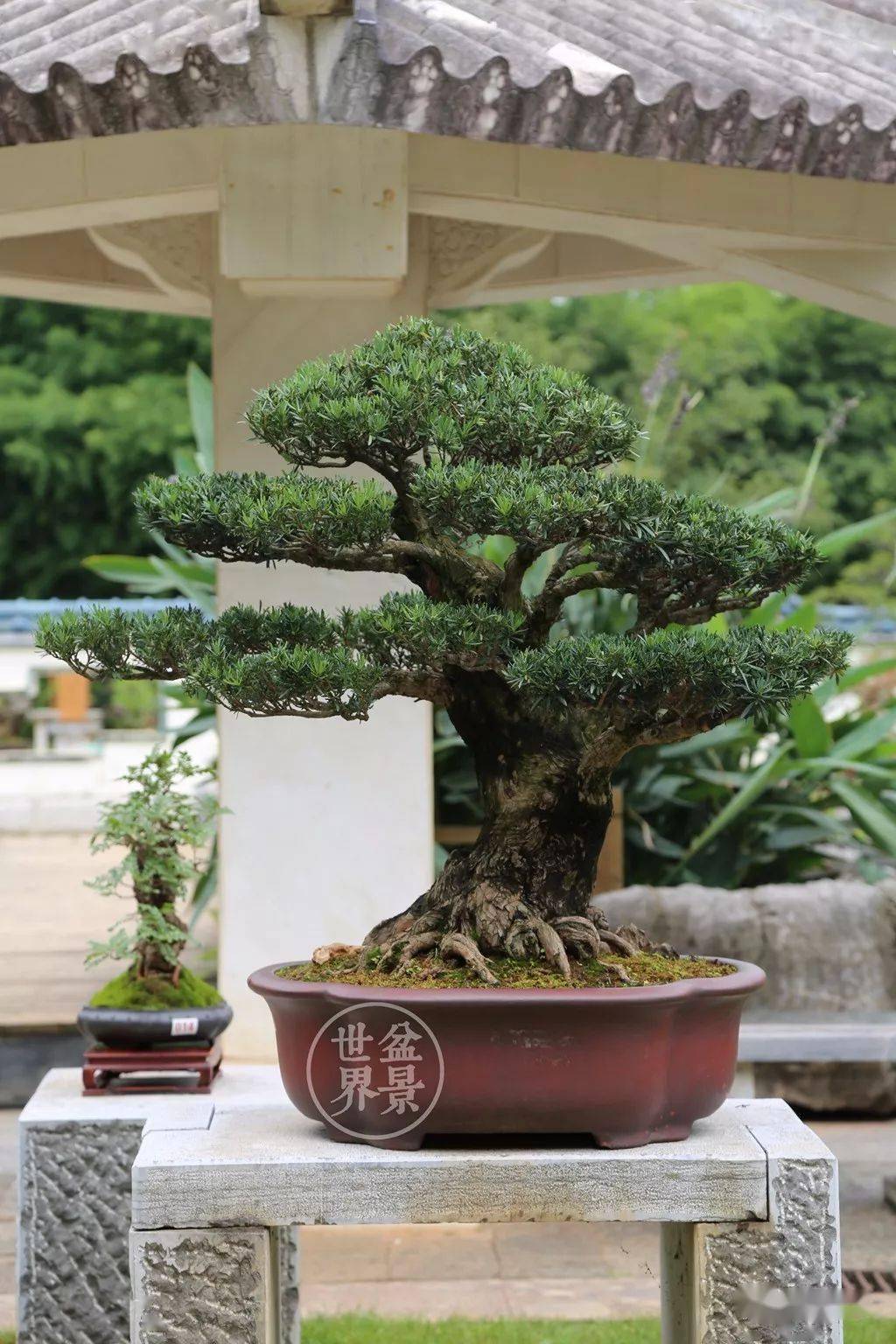 最美的100盆罗汉松_cm_作品_盆景