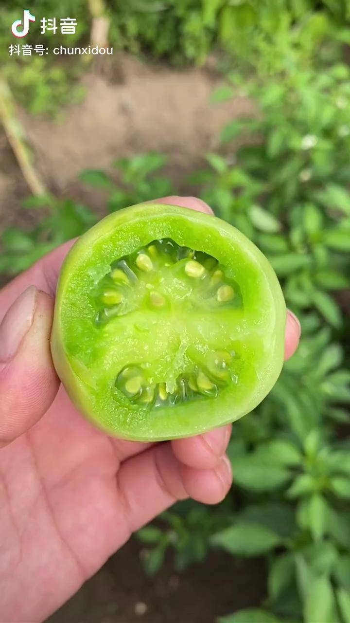 这个柿子名很有意思"贼不偷",外表和没熟一样春喜在延边 新农人计划