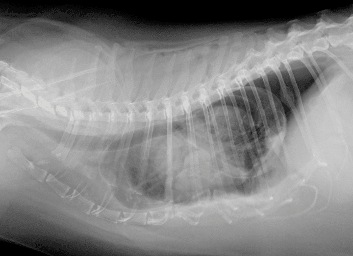 犬肺水肿x光图片