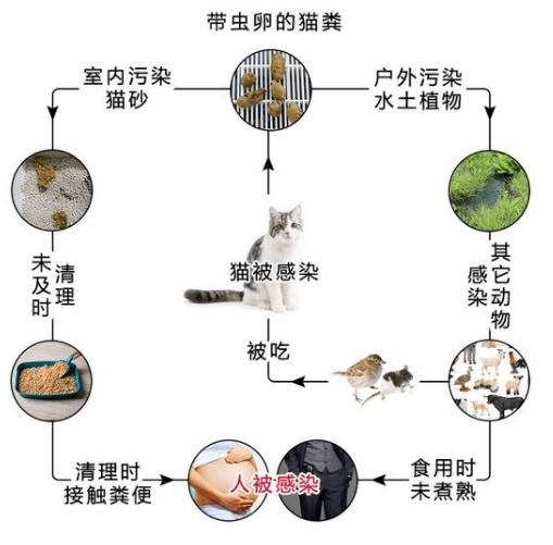 血吸虫生活史思维导图图片