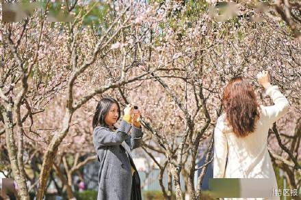 深圳千亩梅园花开正艳