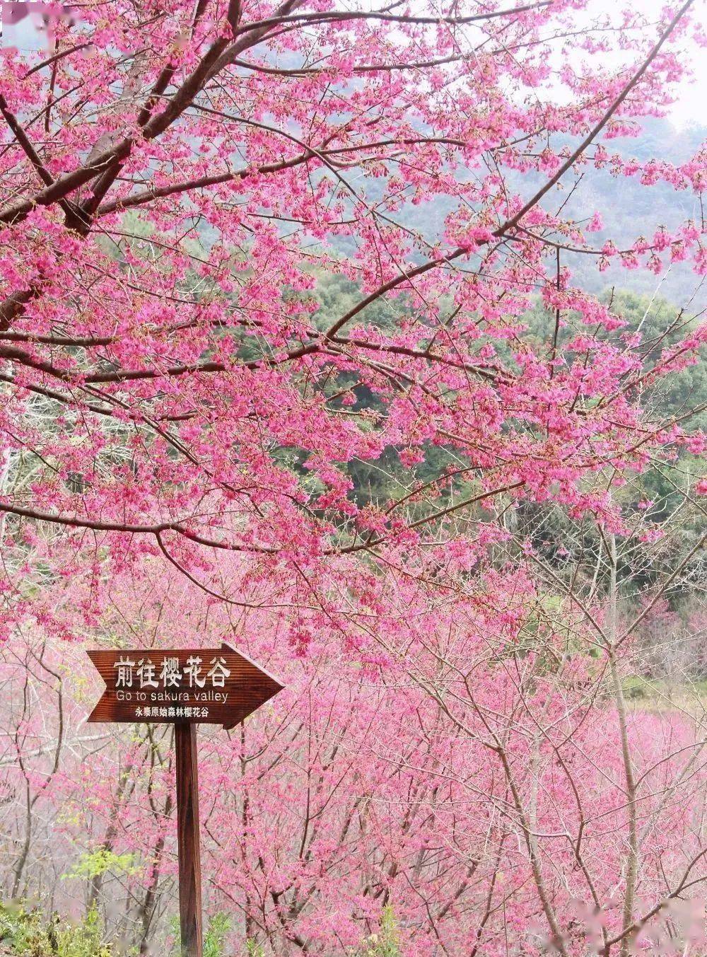 持续晴好,福州即将升温至23!福建六大赏樱圣地等着你.