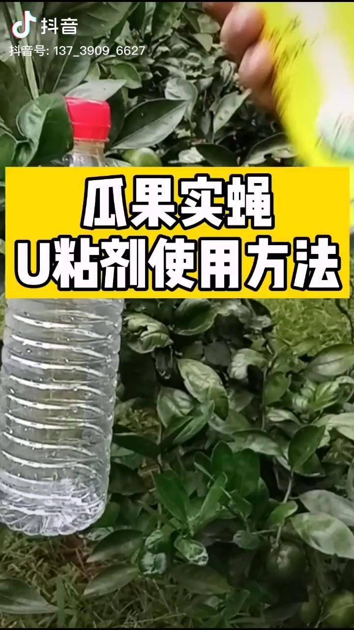 柑橘果实蝇防治方法图片