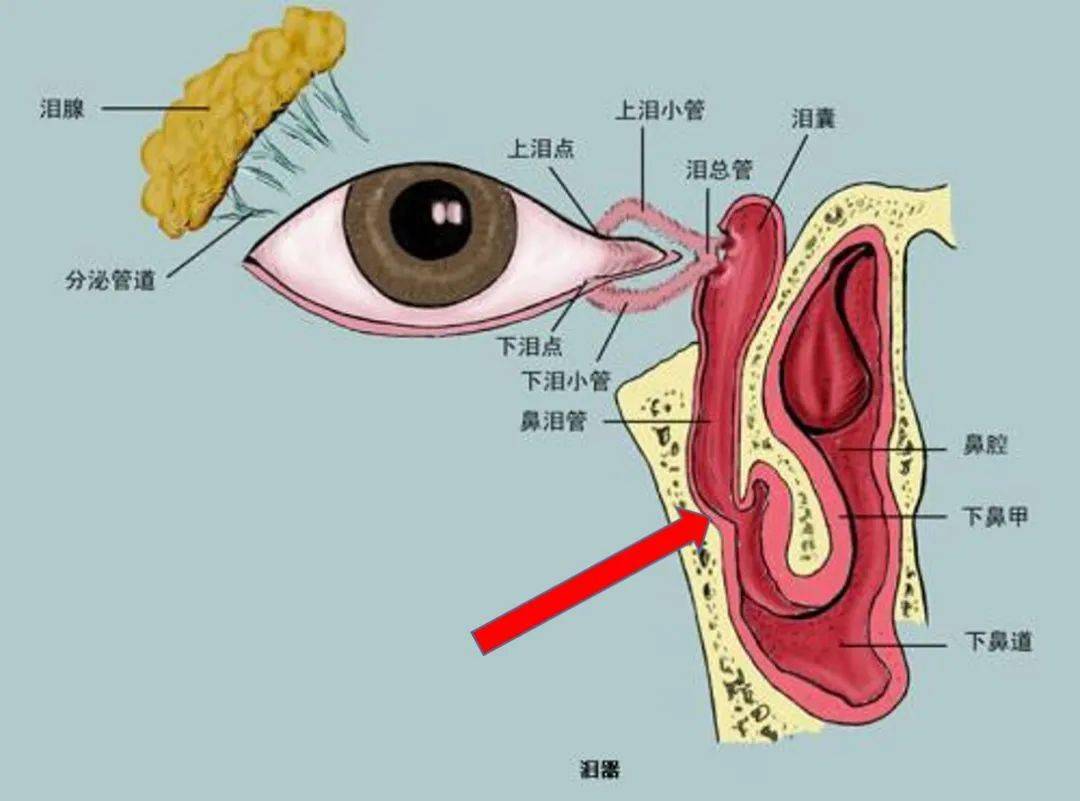 泪腺位置图图片