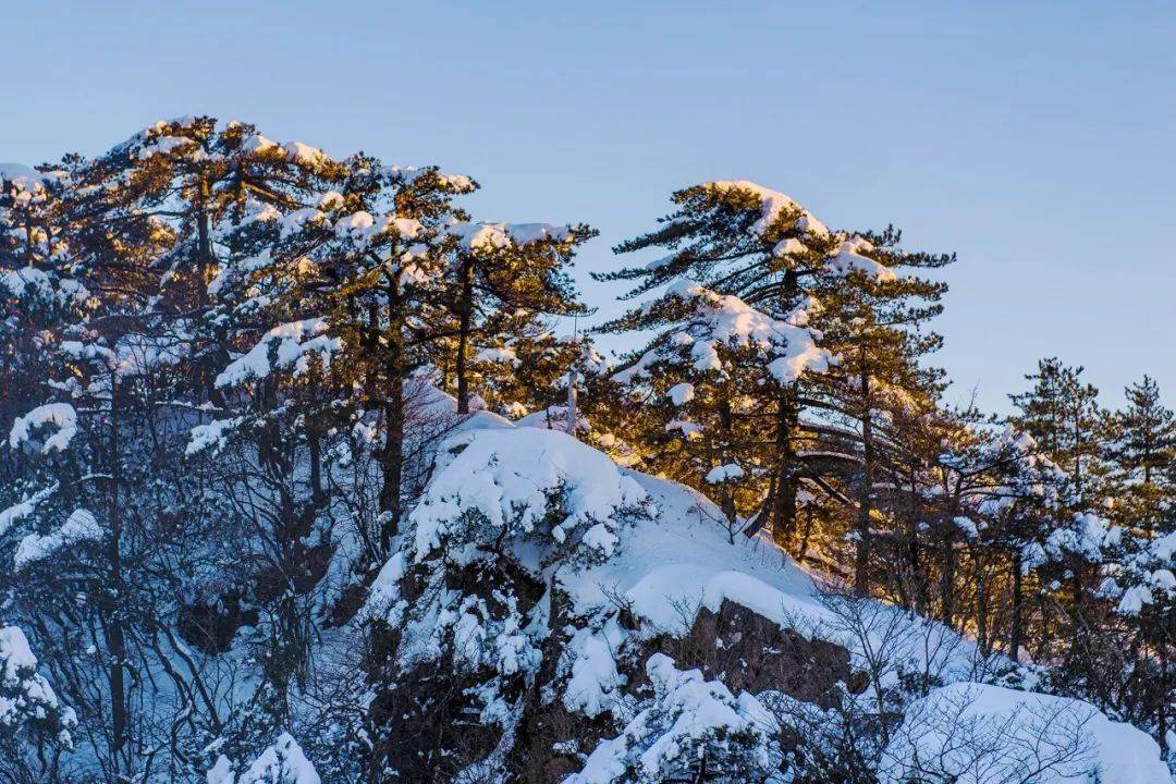 伸出枝葉,迎四方來客有時獨立於懸崖峭壁鬱鬱蔥蔥,守護著山河有時是站