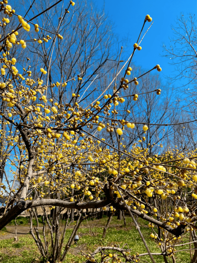世纪公园蜡梅已进入最佳观赏期,江梅,宫粉零星初绽放_双梅_梅花_花瓣