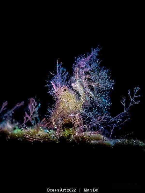 2022年 ocean art 海洋艺术水下摄影大赛获奖作品揭晓!