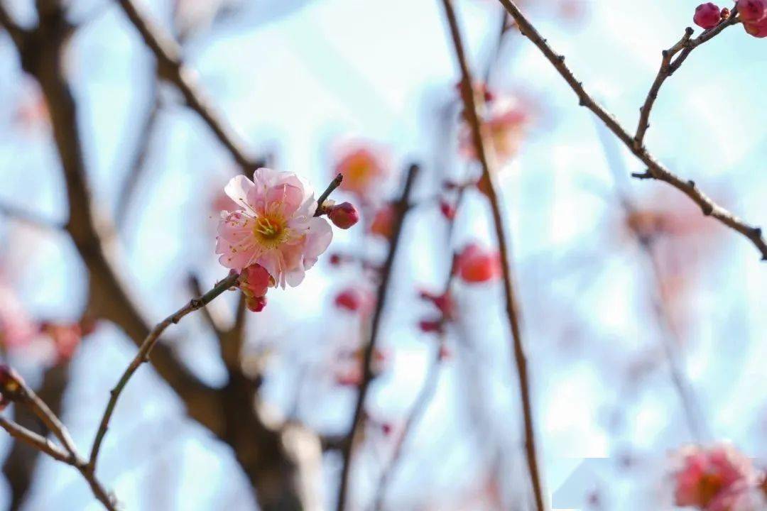 桂林市西山公园： 西湖红梅映春色