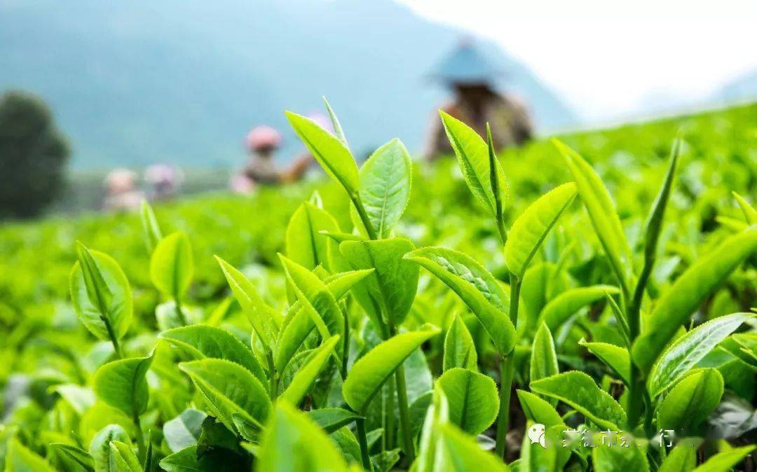 进入春季降水多,茶园雨水滞留积聚,茶树受湿害容易烂根,造成茶芽迟发