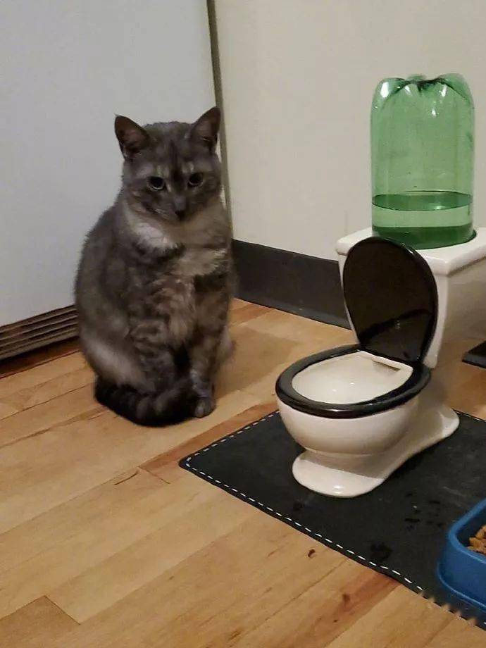 给猫买了个迷你马桶饮水器后..猫：没内味儿了