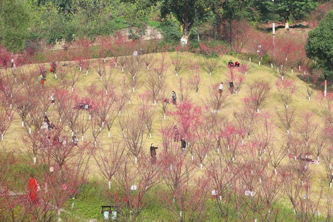 重庆春游好去处赏花图片