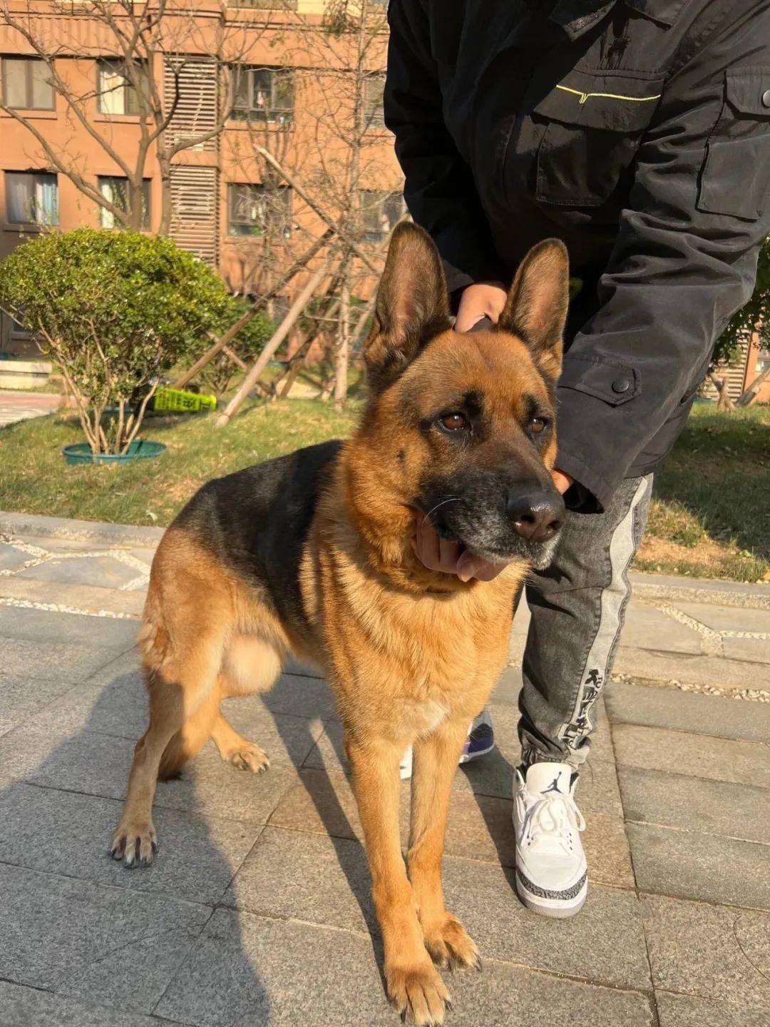 女生年龄48个月是否免疫是是否绝育是说明跑到小区门岗的德牧