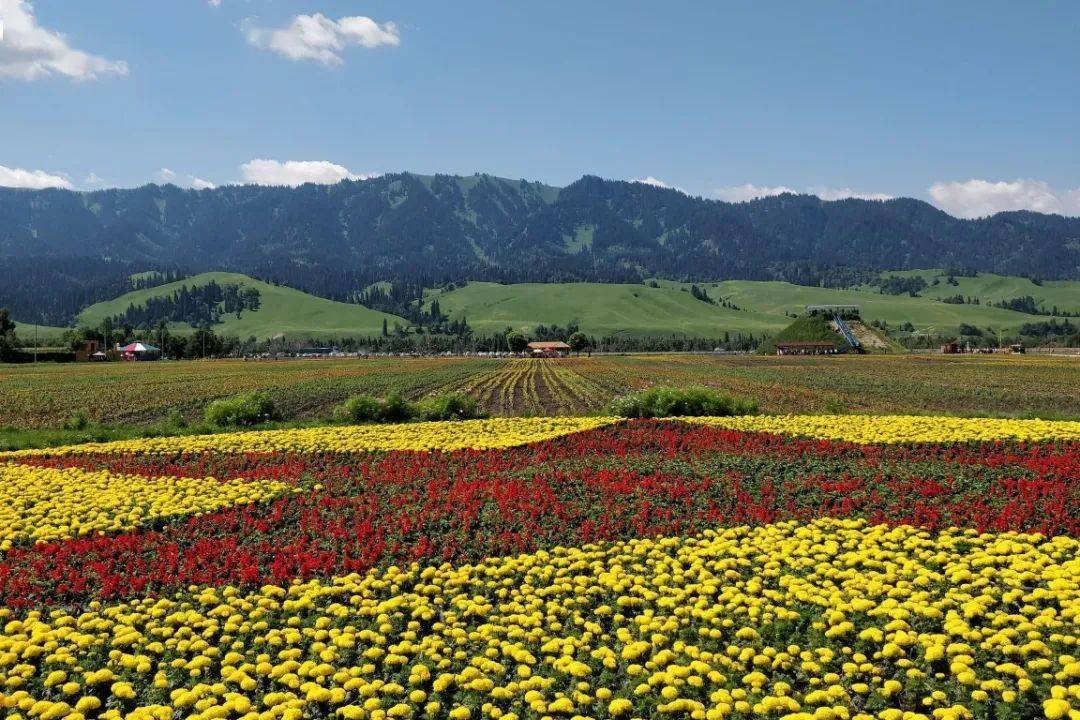 花海那拉提位于那拉提景区游客中心向东10公里处,实际占地面积2020亩.