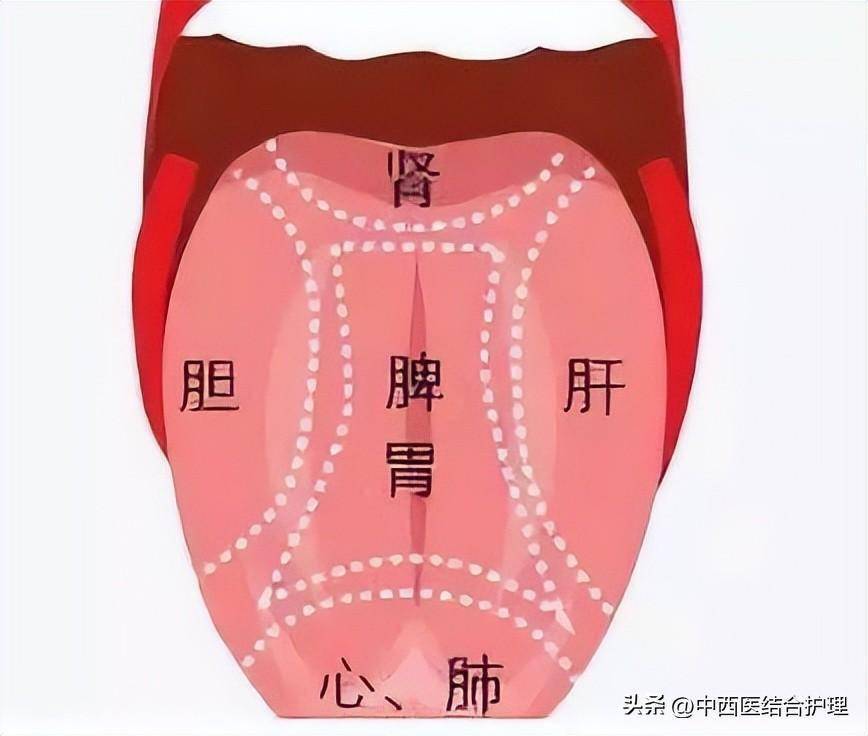 其实,五脏在舌头均有反射区,舌尖是反应心肺疾病信息,舌中是反应脾胃