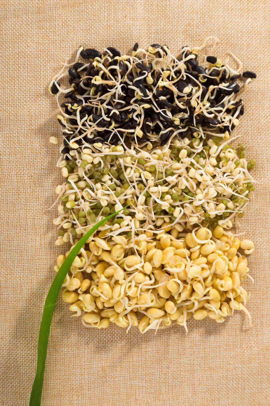 如果说大自然的生存法则浓缩在一枚枚芽芽里,那么中国人的生存智慧,则