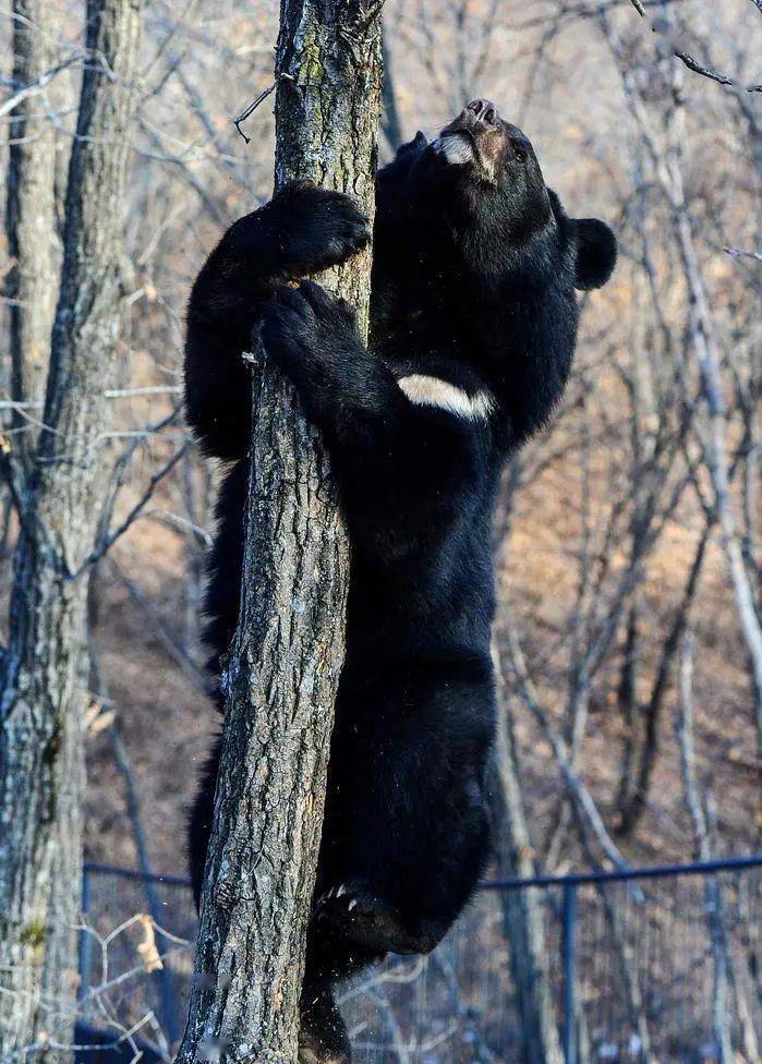遂昌野生动物档案 | 天生近视眼的"守山大神":黑熊_活动_家族_标记