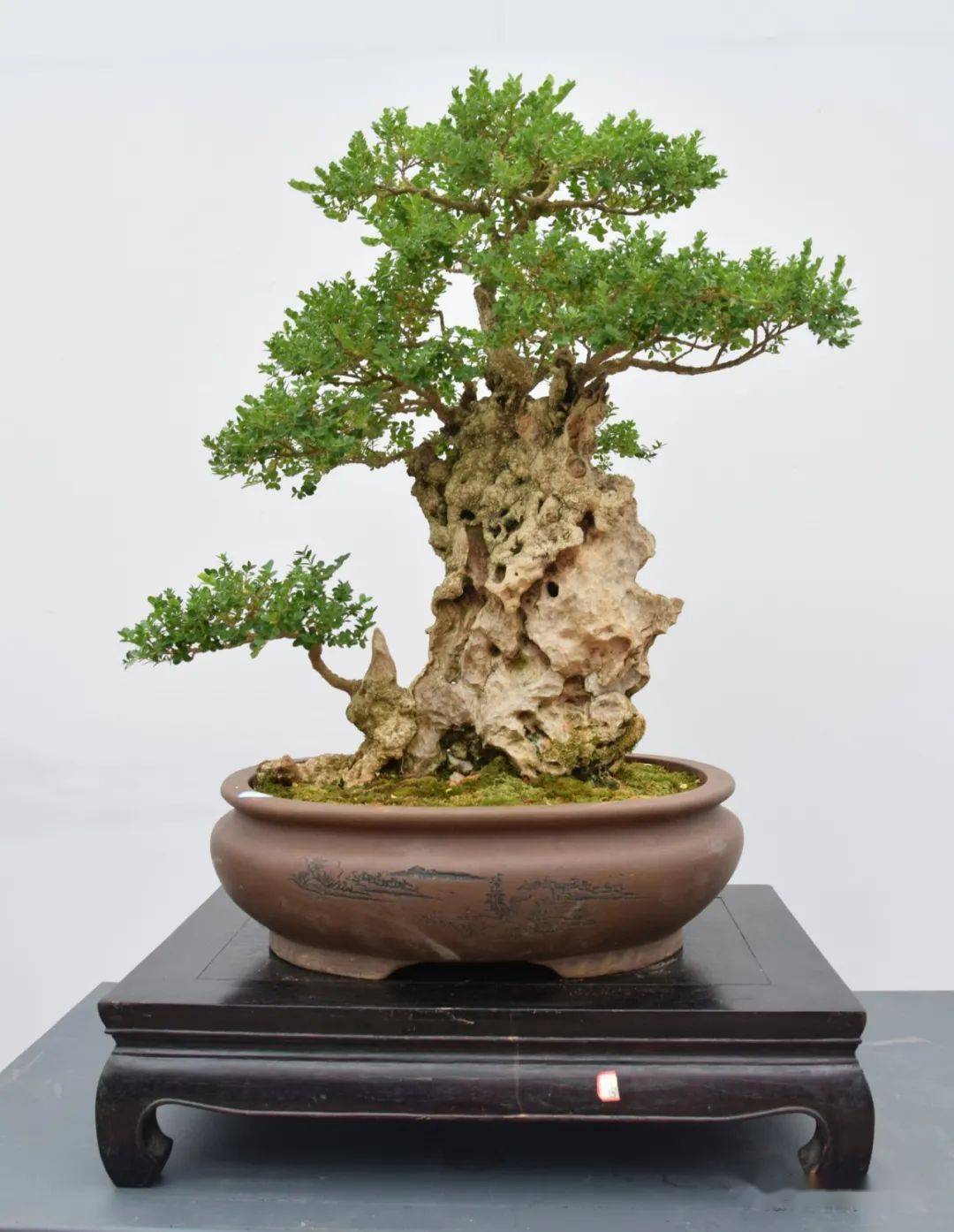 今日立春丨又是一年春好日,静待春暖花开时_cm_藏品_盆景