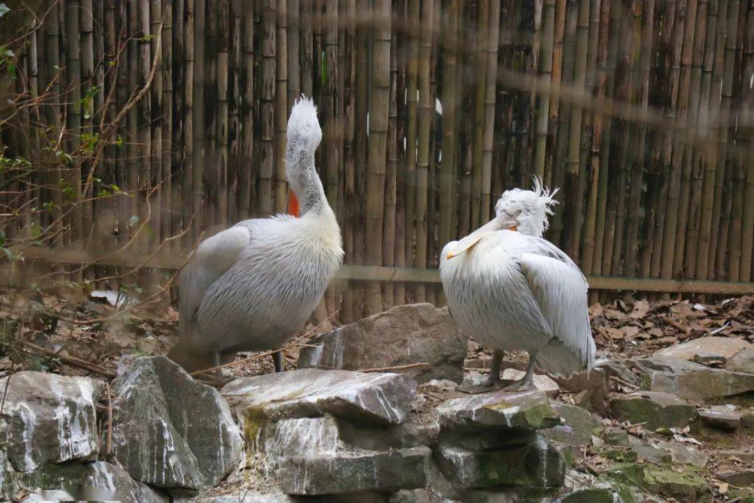 動物園節氣|你好立春!_萬物_暖意_東風