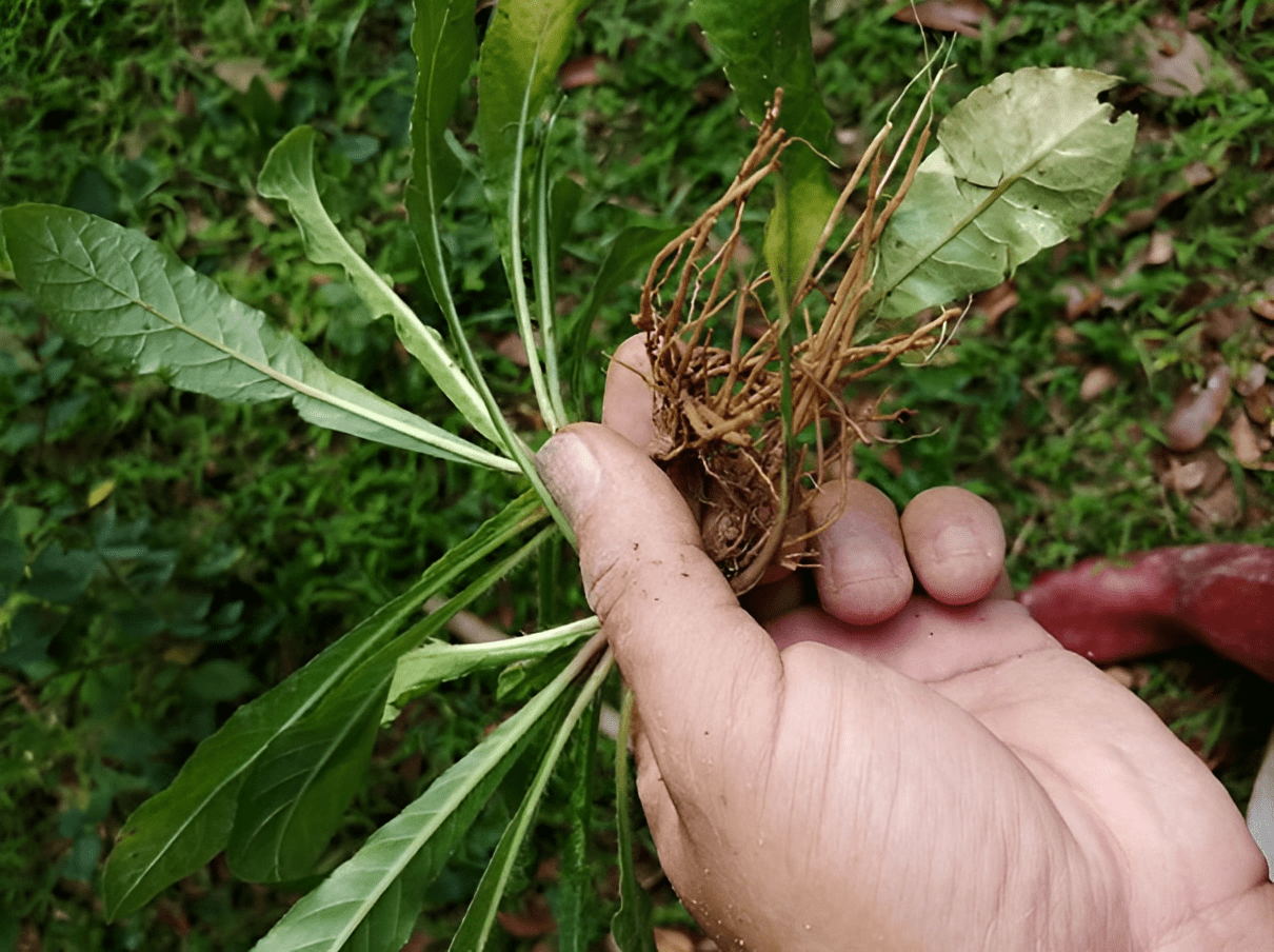 小名是肿瘤草