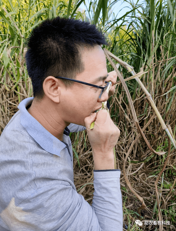 退桉还耕,广西各地火热进行中,来宾市这个牛场种植牧草养牛,节本增效肉质好,一举两得_桉树_品种_产量