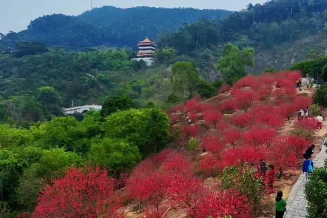 半山便可抵达桃花岛从公园入口步行约半小时千山春色好