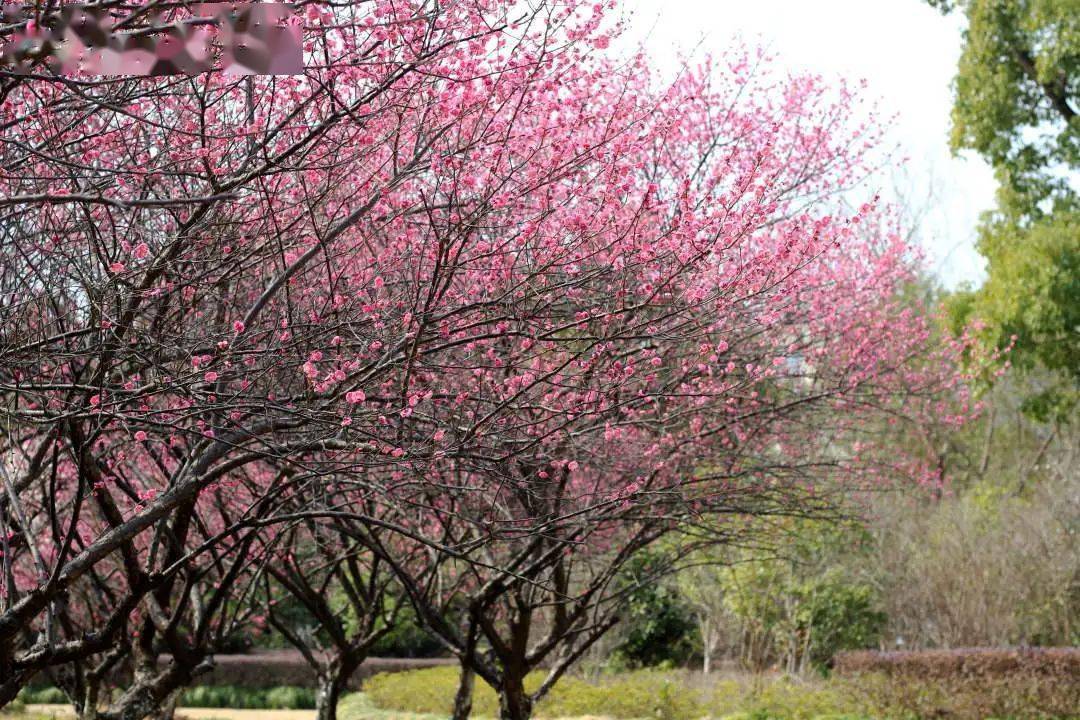 臨海賞梅攻略來襲!錯過就要再等一年_梅花_東湖公園_長城